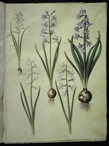 Brimeura amethystina (jacinthe des Pyrénées); Hyacinthus orientalis (jacinthe commune)