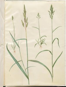 Bromus hordeaceus (orge molle); Phalaris arundinacea (herbe à ruban)