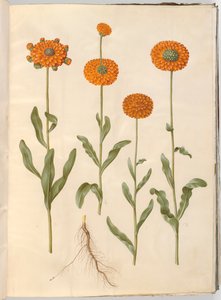 Calendula officinalis (souci des jardins)