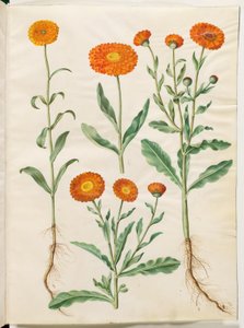 Calendula officinalis (souci officinal)