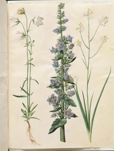 Campanule à feuilles de pêcher (Campanula persicifolia); Campanule pyramidale (Campanula pyramidalis); Anthericum ramifié (Anthericum ramosum) - Hans Simon Holtzbecker