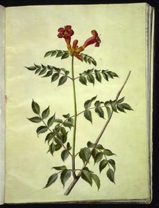 Campsis radicans (trompette commune) - Hans Simon Holtzbecker