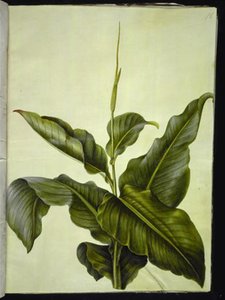 Canna (kanna)