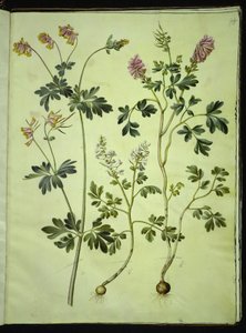 Capnoides sempervirens (harlequin); Corydalis solida (corydale solide) - Hans Simon Holtzbecker