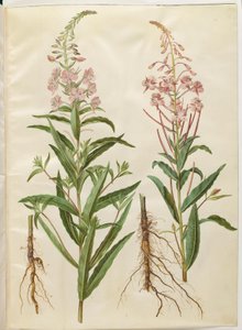 Chamerion angustifolium (épilobe à feuilles étroites) - Hans Simon Holtzbecker