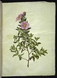 Cistus creticus (ciste de Crète)