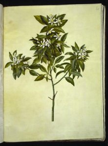 Citrus aurantium (bigarade)