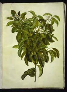 Citrus limon (citron commun)