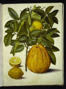 Citrus limon (citron); Citrus maxima (pamplemousse)