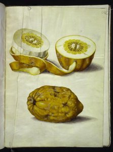 Citrus medica (cédrat)
