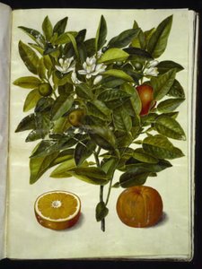 Citrus sinensis (orange)