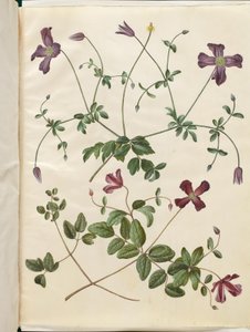 Clematis viticella (clématite italienne)