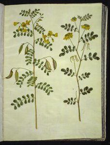 Colutea arborescens (baguenaudier); Hippocrepis emerus (coronille arbrisseau) - Hans Simon Holtzbecker