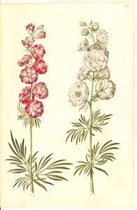 Consolida ajacis (delphinium des jardins)