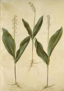 Convallaria majalis (muguet); Convallaria majalis (variété de muguet)