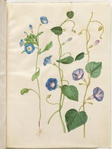 Convolvulus tricolor (jupe de la vierge); Ipomoea purpurea (gloire du matin pourpre) - Hans Simon Holtzbecker
