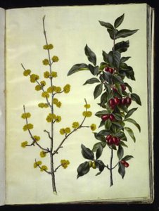 Cornus mas (cornouiller mâle)