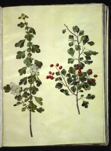 Crataegus laevigata (aubépine commune) - Hans Simon Holtzbecker