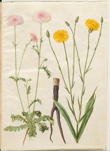 Crepis rubra (crépis rouge); Scorzonera hispanica (scorsonère d