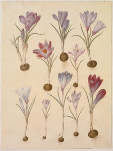 Crocus vernus - Hans Simon Holtzbecker