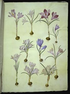 Crocus vernus (crocus de printemps) - Hans Simon Holtzbecker