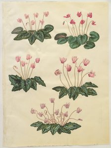 Cyclamen purpurascens ; Cyclamen hederifolium - Hans Simon Holtzbecker