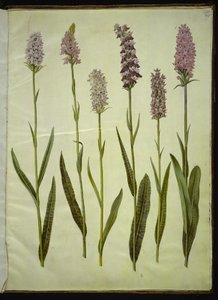 Dactylorhiza maculata (orchis tacheté)