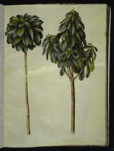 Daphne laureola