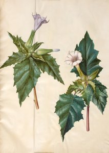 Datura stramonium (datura stramoine) - Hans Simon Holtzbecker