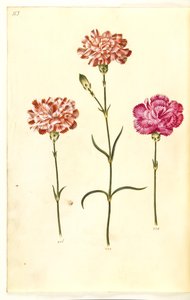 Dianthus caryophyllus (œillet) - Hans Simon Holtzbecker