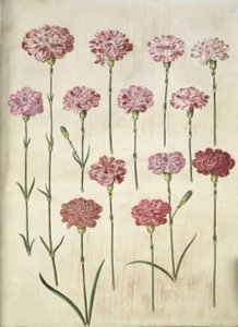Dianthus caryophyllus (œillet de jardin)