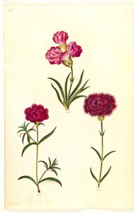 Dianthus caryophyllus (œillet)
