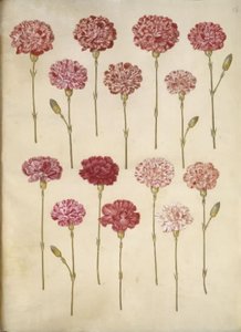 Dianthus caryophyllus (œillet)
