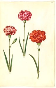 Dianthus caryophyllus (oeillet) - Hans Simon Holtzbecker