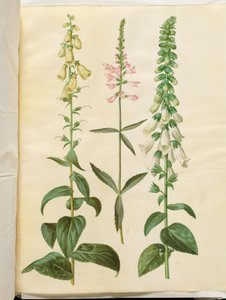 Digitalis grandiflora (digitale à grandes fleurs); Physostegia virginiana (fleur pivotante); Digitalis purpurea (digitale pourpre) - Hans Simon Holtzbecker