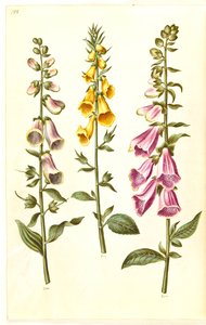 Digitalis purpurea (digitale pourpre); Digitalis grandiflora (digitale à grandes fleurs) - Hans Simon Holtzbecker