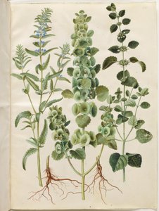 Dracocephalum moldavica (tête de dragon moldave); Moluccella spinosa (calice épineux); Melissa officinalis (mélisse citronnée) - Hans Simon Holtzbecker