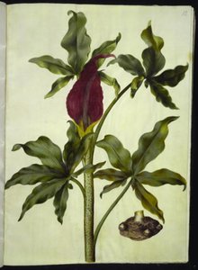 Dracunculus vulgaris (dragonnier commun) - Hans Simon Holtzbecker