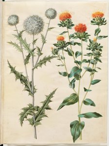 Echinops sphaerocephalus (boule azurée); Carthamus tinctorius (carthame des teinturiers)
