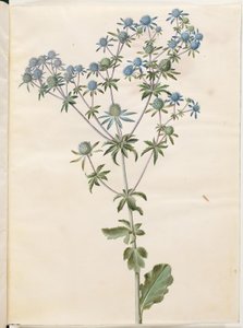 Eryngium planum (panicaut des jardins)