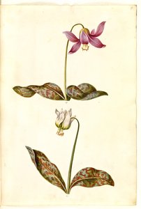 Erythronium dens-canis (véritable dent de chien)