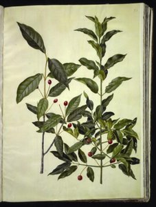 Euonymus latifolius (fusain à larges feuilles); Euonymus europaeus (fusain d