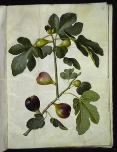 Ficus carica (figuier commun)