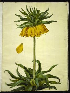 Fritillaria imperialis (couronne impériale) - Hans Simon Holtzbecker