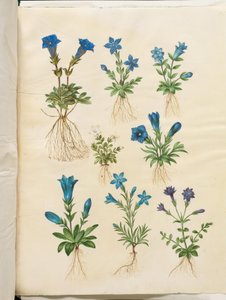 Gentiana acaulis (gentiane acaule); Gentiana verna (gentiane printanière); Gentiana acaulis (gentiane acaule); Gentiana (espèce de gentiane)