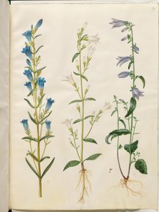 Gentiana pneumonanthe; Campanula patula; Campanula rapunculoides - Hans Simon Holtzbecker