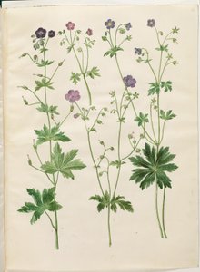 Geranium phaeum (géranium livide); Geranium sylvaticum (géranium des bois) - Hans Simon Holtzbecker