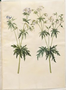 Geranium pratense (géranium des prés) - Hans Simon Holtzbecker
