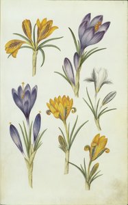 Allemand : Krokusse - Hans Simon Holtzbecker