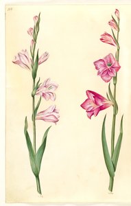 Gladiolus communis (gladiolus commun)